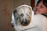 SECHAGE - SKYE TERRIER 037